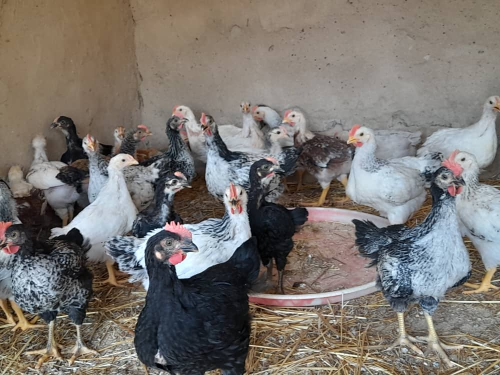 Jeunes reproducteurs Kuroiler - age: 5 semaines